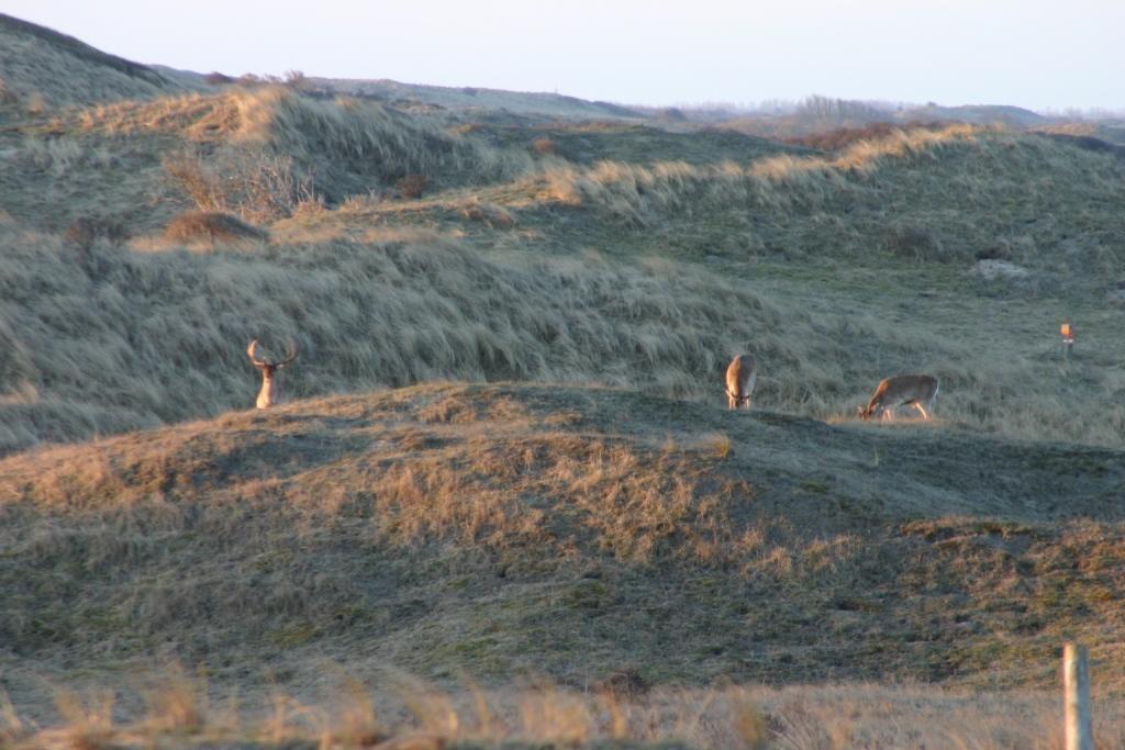 De Duintop Daire Zandvoort Dış mekan fotoğraf